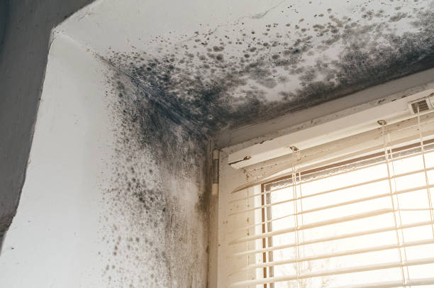 Affordable Mold Removal solutions in Pope Army Airfield, NC