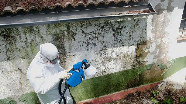 Top rated local Mold Removal specialists in Pope Army Airfield, NC